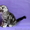 Британские Короткошерстные и Шотландские котята - <ro>Изображение</ro><ru>Изображение</ru> #2, <ru>Объявление</ru> #759298