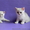 Британские Короткошерстные и Шотландские котята - <ro>Изображение</ro><ru>Изображение</ru> #3, <ru>Объявление</ru> #759298