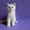 Британские Короткошерстные и Шотландские котята - <ro>Изображение</ro><ru>Изображение</ru> #4, <ru>Объявление</ru> #759298