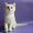 Британские Короткошерстные и Шотландские котята - <ro>Изображение</ro><ru>Изображение</ru> #5, <ru>Объявление</ru> #759298