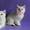 Британские Короткошерстные и Шотландские котята - <ro>Изображение</ro><ru>Изображение</ru> #6, <ru>Объявление</ru> #759298