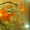 Продам аквариумных золотых рыбок - <ro>Изображение</ro><ru>Изображение</ru> #1, <ru>Объявление</ru> #772678
