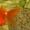 Продам аквариумных золотых рыбок - <ro>Изображение</ro><ru>Изображение</ru> #2, <ru>Объявление</ru> #772678