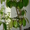 Продаю дерево Каучуковый Фикус - <ro>Изображение</ro><ru>Изображение</ru> #1, <ru>Объявление</ru> #770489