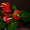 Продам Антуриум розово-красный остролистый - <ro>Изображение</ro><ru>Изображение</ru> #4, <ru>Объявление</ru> #770507