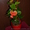 Продам Антуриум розово-красный остролистый - <ro>Изображение</ro><ru>Изображение</ru> #3, <ru>Объявление</ru> #770507