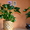 Продам свои комнатные растения  - <ro>Изображение</ro><ru>Изображение</ru> #1, <ru>Объявление</ru> #770498