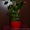 Продам свои комнатные растения  - <ro>Изображение</ro><ru>Изображение</ru> #6, <ru>Объявление</ru> #770498