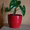 Продам свои комнатные растения  - <ro>Изображение</ro><ru>Изображение</ru> #7, <ru>Объявление</ru> #770498