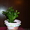 Рождественник комнатное растение. - <ro>Изображение</ro><ru>Изображение</ru> #2, <ru>Объявление</ru> #770510