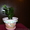 Рождественник комнатное растение. - <ro>Изображение</ro><ru>Изображение</ru> #1, <ru>Объявление</ru> #770510