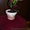 Продам свои комнатные растения  - <ro>Изображение</ro><ru>Изображение</ru> #8, <ru>Объявление</ru> #770498
