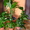 Продам свои комнатные растения  - <ro>Изображение</ro><ru>Изображение</ru> #10, <ru>Объявление</ru> #770498
