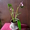 Продам Антуриум розово-красный остролистый - <ro>Изображение</ro><ru>Изображение</ru> #7, <ru>Объявление</ru> #770507