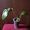 Продам Антуриум розово-красный остролистый - <ro>Изображение</ro><ru>Изображение</ru> #10, <ru>Объявление</ru> #770507