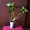 Продам Антуриум розово-красный остролистый - <ro>Изображение</ro><ru>Изображение</ru> #9, <ru>Объявление</ru> #770507