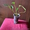 Продам Антуриум розово-красный остролистый - <ro>Изображение</ro><ru>Изображение</ru> #8, <ru>Объявление</ru> #770507