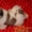 Очаровательные щенки ши-тцу шоу-класса! - <ro>Изображение</ro><ru>Изображение</ru> #5, <ru>Объявление</ru> #781735