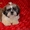 Очаровательные щенки ши-тцу шоу-класса! - <ro>Изображение</ro><ru>Изображение</ru> #1, <ru>Объявление</ru> #781735