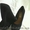 Продам туфли "Steve Madden" - <ro>Изображение</ro><ru>Изображение</ru> #1, <ru>Объявление</ru> #772070