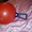 Мяч с «ручкой» для занятия спортом (фитнесом и т.д.) красного цвета  #776722