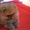 Щенки карликового померанского шпица - <ro>Изображение</ro><ru>Изображение</ru> #2, <ru>Объявление</ru> #770319
