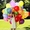 Воздушные шары, украшение праздников, шар-сюрприз, шары с гелием - <ro>Изображение</ro><ru>Изображение</ru> #2, <ru>Объявление</ru> #795570