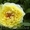 Древовидный пион, травянистый пион, пион Ито – Гибрид  - <ro>Изображение</ro><ru>Изображение</ru> #7, <ru>Объявление</ru> #785304