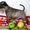 Предлагаются кпродаже щенки Миниатюрного Бультерьра.  - <ro>Изображение</ro><ru>Изображение</ru> #5, <ru>Объявление</ru> #798364