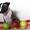 Предлагаются кпродаже щенки Миниатюрного Бультерьра.  - <ro>Изображение</ro><ru>Изображение</ru> #4, <ru>Объявление</ru> #798364