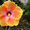 Лиственный кустарник на весну 2013 года – ОПТОМ  - <ro>Изображение</ro><ru>Изображение</ru> #3, <ru>Объявление</ru> #785302