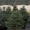 Голубые ели, туи, кустарники, японские ниваки. - <ro>Изображение</ro><ru>Изображение</ru> #2, <ru>Объявление</ru> #785307