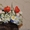 продам украинские веночки с атласными лентами - <ro>Изображение</ro><ru>Изображение</ru> #8, <ru>Объявление</ru> #598796