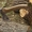 Продам дрова дуб,  ольха,  береза,  граб,  сосна резанные,  колотые #790936