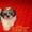 Кукольные щеночки ши-тцу! - <ro>Изображение</ro><ru>Изображение</ru> #5, <ru>Объявление</ru> #787174
