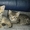 Очаровательные котята - <ro>Изображение</ro><ru>Изображение</ru> #1, <ru>Объявление</ru> #789509