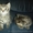 Очаровательные котята - <ro>Изображение</ro><ru>Изображение</ru> #3, <ru>Объявление</ru> #789509
