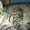 Очаровательные котята - <ro>Изображение</ro><ru>Изображение</ru> #2, <ru>Объявление</ru> #789509