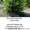 Высадка крупномеров, пересадка всех деревьев, эксклюзивные крупномеры из Европы - <ro>Изображение</ro><ru>Изображение</ru> #2, <ru>Объявление</ru> #786012