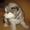 Аляскинский маламут - <ro>Изображение</ro><ru>Изображение</ru> #4, <ru>Объявление</ru> #792014