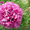 Древовидный пион, травянистый пион, пион Ито – Гибрид  - <ro>Изображение</ro><ru>Изображение</ru> #3, <ru>Объявление</ru> #785304