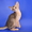 Абиссинские котята - американский тип, питомник Sunrise  - <ro>Изображение</ro><ru>Изображение</ru> #5, <ru>Объявление</ru> #816577