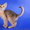 Абиссинские котята - американский тип #816579