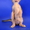 Абиссинские котята - американский тип, питомник Sunrise  - <ro>Изображение</ro><ru>Изображение</ru> #6, <ru>Объявление</ru> #816577
