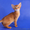Абиссинские котята - американский тип, питомник Sunrise  - <ro>Изображение</ro><ru>Изображение</ru> #3, <ru>Объявление</ru> #816577