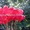 Воздушные шарики на День Валентина в Киеве, подарок на 8-е Марта, вазы и цветы. - <ro>Изображение</ro><ru>Изображение</ru> #2, <ru>Объявление</ru> #817150