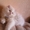 Продам персидских котят. - <ro>Изображение</ro><ru>Изображение</ru> #2, <ru>Объявление</ru> #33526