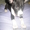 Продам высокопородных щенков Басенджа - <ro>Изображение</ro><ru>Изображение</ru> #4, <ru>Объявление</ru> #827059