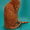 Уральские Рексы - кудрявые кошки - <ro>Изображение</ro><ru>Изображение</ru> #1, <ru>Объявление</ru> #824946