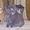 Шотландские котята (фолд и страйт) - <ro>Изображение</ro><ru>Изображение</ru> #1, <ru>Объявление</ru> #820025